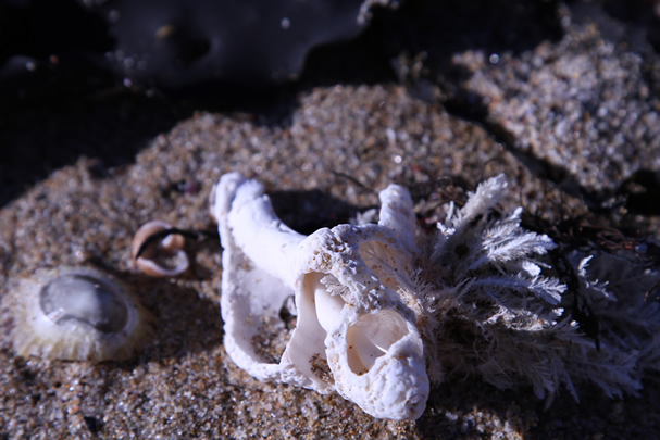 Macro_Shell
