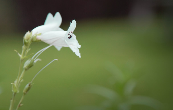 White_flower