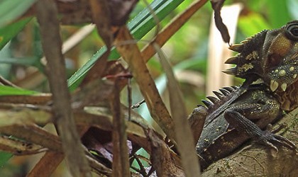 lizard - lizard