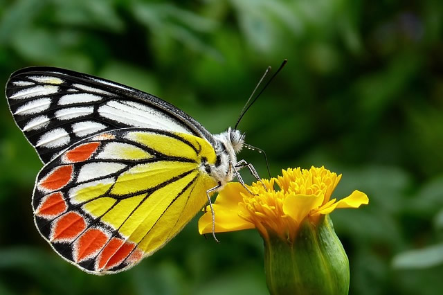 butterfly-85628 640