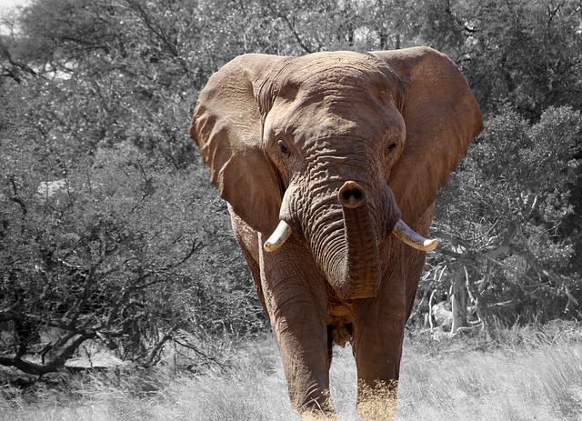 elephant-84186 640
