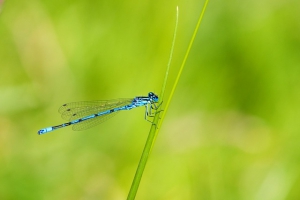 Fringilla iaculis