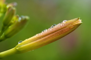Aculis Fringilla